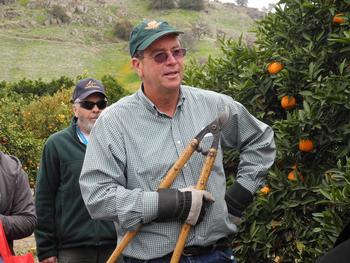 Craig Kallsen (UCCE Kern) teaches Master Gardeners how to properly prune citrus